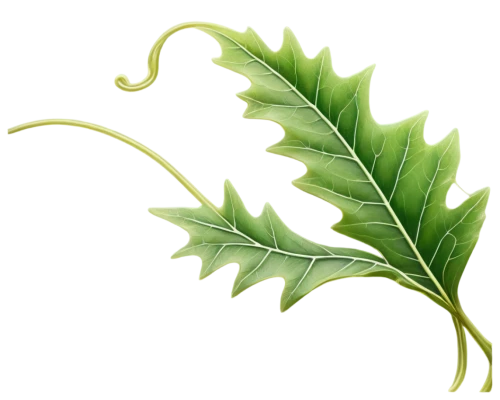 fig leaf,custody leaf,walnut leaf,mape leaf,fan leaf,chestnut leaf,tropical leaf,grape leaf,leaf branch,leaf fern,tree leaf,fern leaf,mammoth leaf,foliage leaf,leaf drawing,leaf vegetable,trumpet leaf,jungle leaf,acorn leaf,leaf,Illustration,Children,Children 01