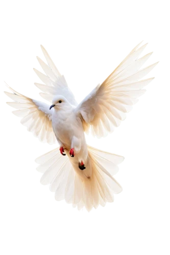 dove of peace,doves of peace,peace dove,white dove,fairy tern,bird png,arctic tern,royal tern,white bird,flying tern,tern bird,tern,little corella,holy spirit,flying common tern,large white-headed gull,dove,tern flying,common tern,white pigeon,Conceptual Art,Daily,Daily 32