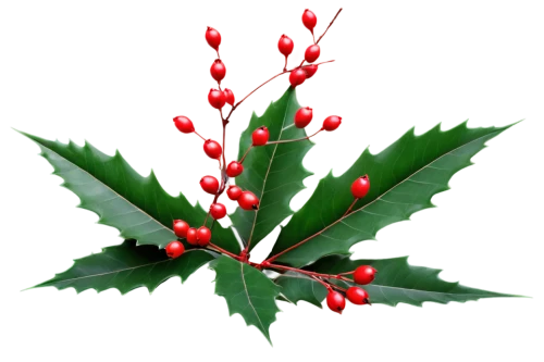 american holly,holly leaves,holly berries,xmas plant,holly bush,holly wreath,ilex verticillataamerican winterberry,christmas flower,natal lily,flower of christmas,black rowan,rowanberry,xanthorrhoeaceae,mistletoe,mistletoe berries,poinsettia,mountain ash berries,oleaceae,red green,red snowflake,Art,Artistic Painting,Artistic Painting 33