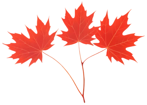 maple leaf red,red maple leaf,maple leaf,maple leaves,maple leave,maple foliage,leaf background,yellow maple leaf,canadian flag,red leaf,leaf maple,thunberg's fan maple,maple bush,leaf icons,autumn leaf paper,red leaves,red maple,fan leaf,fall leaf border,leaf border,Illustration,Japanese style,Japanese Style 03