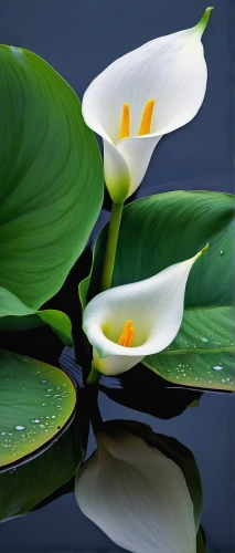 peace lilies,white water lilies,calla lilies,lilies of the valley,white water lily,fragrant white water lily,lilly of the valley,peace lily,lillies,lotuses,water lilies,lilies,pond flower,calla lily,easter lilies,lily water,flower of water-lily,lotus on pond,lily of the valley,lotus leaves,Illustration,Japanese style,Japanese Style 18