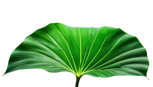 tropical leaf,tropical leaf pattern,coconut leaf,banana leaf,lotus leaf,jungle leaf,palm leaf,mape leaf,fan leaf,oleaceae,green leaf,pak-choi,foliage leaf,custody leaf,magnolia leaf,trumpet leaf,giant leaf,patrol,palm leaves,thick-leaf plant,Art,Artistic Painting,Artistic Painting 20