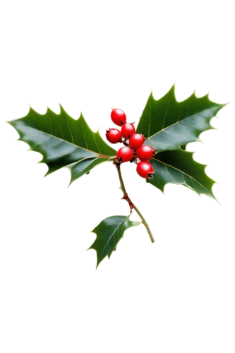 american holly,holly berries,holly wreath,holly leaves,holly bush,ilex verticillataamerican winterberry,rowanberry,wreath vector,cherry branch,lingonberry,black rowan,mountain ash berries,ilex vomitoria,swedish mountain ash,oak leaf,christmas motif,fir branch,christbaumkugeln,cotoneaster,yule,Illustration,Retro,Retro 21