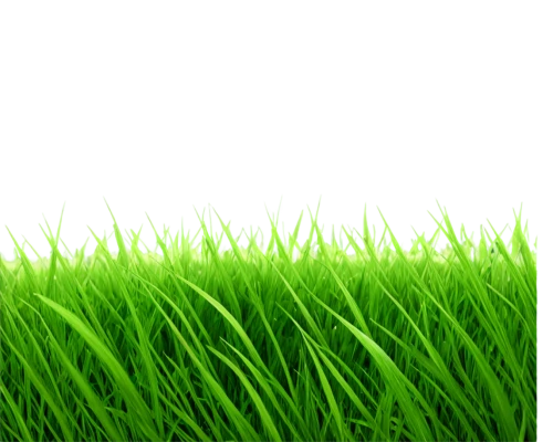 artificial grass,quail grass,wheat germ grass,green wallpaper,green grass,block of grass,grass,green lawn,grass grasses,halm of grass,artificial turf,green background,lawn,golf course grass,meadow fescue,grass blades,trembling grass,cleanup,grass golf ball,aaa,Conceptual Art,Daily,Daily 02