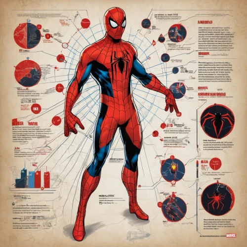 vector infographic,webs,web,medical concept poster,web element,webbing,marvel comics,infographics,core web vitals,human body anatomy,spiderman,spider network,spider-man,red super hero,circulatory system,superhero background,comic characters,vector graphics,wireframe graphics,medical illustration,Unique,Design,Infographics