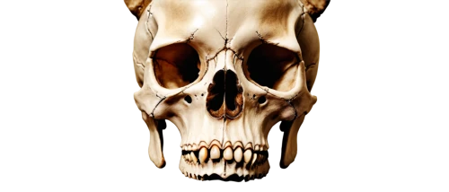 skull illustration,animal skull,skull,skull bones,cattle skull,human skull,skull mask,skull drawing,scull,skull sculpture,skulls bones,cow skull,skull statue,skulls,skeleton,bone,human skeleton,skeletal,fetus skull,skull allover,Illustration,Paper based,Paper Based 12