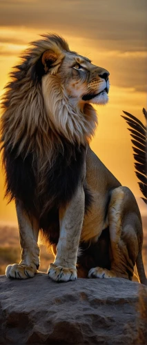 african lion,panthera leo,king of the jungle,lion,male lion,lion - feline,forest king lion,lion king,majestic nature,masai lion,two lion,lion father,roaring,to roar,lion head,the lion king,lioness,male lions,majestic,female lion,Conceptual Art,Fantasy,Fantasy 13