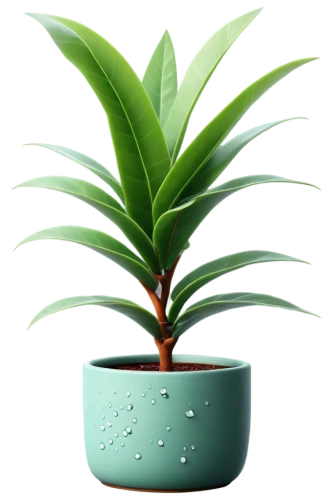 potted palm,potted plant,houseplant,money plant,plant pot,container plant,pineapple plant,pot plant,growth icon,aloe vera,green plant,potted tree,rank plant,indoor plant,oil-related plant,pineapple lily,polka plant,plant,fan palm,norfolk island pine,Illustration,Vector,Vector 06