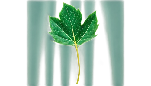 fig leaf,green leaf,tree leaf,leaf background,walnut leaf,leaf,custody leaf,four-leaf,mape leaf,bay-leaf,leaf vegetable,tropical leaf,leaf branch,jungle leaf,young leaf,leaf green,fan leaf,trumpet leaf,grape leaf,mint leaf,Conceptual Art,Daily,Daily 25