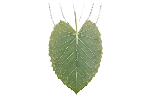 lotus leaf,suspended leaf,mape leaf,custody leaf,mammoth leaf,leaf structure,skeleton leaf,grape leaf,fig leaf,chestnut leaf,tropical leaf,leaf vegetable,ginkgo leaf,fan leaf,walnut leaf,coconut leaf,magnolia leaf,jungle leaf,acorn leaf,tree leaf,Photography,Black and white photography,Black and White Photography 09