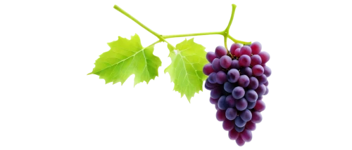 grapes icon,purple grapes,grapes,grape hyancinths,wine grape,grape seed extract,fresh grapes,grape vine,red grapes,wine grapes,vineyard grapes,table grapes,grapevines,bunch of grapes,grape,grape seed oil,blue grapes,unripe grapes,wood and grapes,vitis,Photography,Documentary Photography,Documentary Photography 27