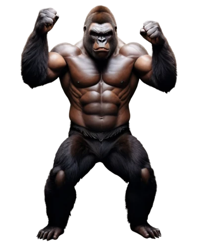 gorilla,silverback,ape,kong,gorilla soldier,king kong,chimp,primate,bodybuilding,orang utan,chimpanzee,great apes,muscle man,orangutan,bodybuilder,body building,cleanup,aaa,the monkey,mma,Illustration,Vector,Vector 08