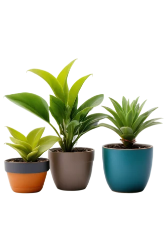 plants in pots,plant pots,potted plants,house plants,androsace rattling pot,potted palm,plant pot,outdoor plants,garden pot,small plants,exotic plants,flowerpots,mixed cup plant,ornamental plants,spring pot drive,container plant,flower pots,green plants,garden plants,plants,Illustration,Realistic Fantasy,Realistic Fantasy 06