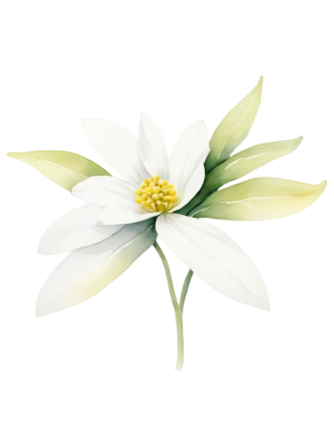 flannel flower,flowers png,white lily,white passion flower,lotus png,white cosmos,anemone japonica,magnolia star,dahlia white-green,marguerite daisy,the white chrysanthemum,lilium candidum,star magnolia,white floral background,sego lily,marguerite,wood anemone,guernsey lily,white chrysanthemum,anemone nemorosa,Photography,Fashion Photography,Fashion Photography 09