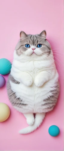 macaron,macaroon,stylized macaron,macaron pattern,mochi,drug marshmallow,macarons,spring pancake,plus-size model,doll cat,watercolor macaroon,jelly beans,dango,pâtisserie,aquafaba,marzipan,round kawaii animals,colored eggs,cartoon cat,bonbon,Photography,Artistic Photography,Artistic Photography 12