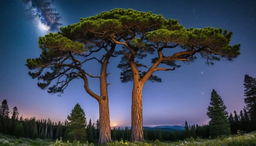 isolated tree,pine tree,lone tree,magic tree,pine forest,pine-tree,pine trees,coniferous forest,fir forest,astronomy,tree torch,forest tree,singleleaf pine,moon and star background,oregon pine,astrophotography,fir tree,night image,moonlit night,dragon tree,Photography,General,Realistic