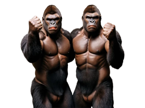 great apes,primates,ape,primate,orang utan,gorilla,the blood breast baboons,three monkeys,silverback,monkeys band,human evolution,chimp,chimpanzee,neanderthals,monkeys,cercopithecus neglectus,baboons,common chimpanzee,kong,png image,Photography,Black and white photography,Black and White Photography 11