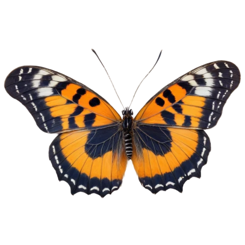 euphydryas,polygonia,white admiral or red spotted purple,vanessa atalanta,hesperia (butterfly),checkerboard butterfly,pearl crescent,orange butterfly,melitaea,boloria,vanessa (butterfly),lycaena phlaeas,viceroy (butterfly),butterfly moth,brush-footed butterfly,lepidoptera,scotch argus,lycaena,heliconius hecale,large tortoiseshell,Photography,Documentary Photography,Documentary Photography 21