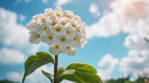 white grape hyacinths,lily of the field,lily of the valley,lilly of the valley,hyacinth,white lilac,fragrant snowball,tuberose,india hyacinth,flowers png,lily of the desert,hyacinths,ornithogalum umbellatum,graph hyacinth,flower background,tropical milkweed,convallaria,lilies of the valley,doves lily of the valley,white tulips,Photography,General,Cinematic