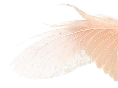 white feather,feather,ostrich feather,swan feather,feathers,bird feather,chicken feather,color feathers,feathery,feather carnation,pink quill,feathers bird,angel wing,beak feathers,angel wings,bird wing,pigeon feather,feather headdress,bird wings,prince of wales feathers,Illustration,Retro,Retro 22