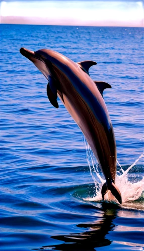 spinner dolphin,oceanic dolphins,dolphin background,a flying dolphin in air,bottlenose dolphins,bottlenose dolphin,common dolphins,dolphin swimming,striped dolphin,two dolphins,spotted dolphin,dolphins in water,white-beaked dolphin,dolphins,dusky dolphin,northern whale dolphin,common bottlenose dolphin,dolphin,wholphin,mooring dolphin,Art,Artistic Painting,Artistic Painting 44