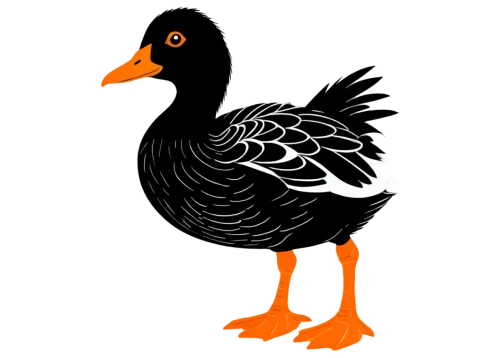 cayuga duck,brahminy duck,ornamental duck,american black duck,shelduck,female duck,australian shelduck,platycercus,american coot,galliformes,duck,duck bird,araucana,duck outline,landfowl,gooseander,greylag goose,coot,gallinacé,fowl,Illustration,Black and White,Black and White 15