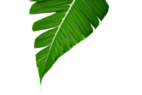 tropical leaf,coconut leaf,jungle leaf,palm leaf,walnut leaf,mape leaf,leaf background,tropical leaf pattern,banana leaf,tree leaf,custody leaf,palm tree vector,fern leaf,chestnut leaf,green leaf,leaf fern,spring leaf background,magnolia leaf,fig leaf,fan leaf,Illustration,Japanese style,Japanese Style 08