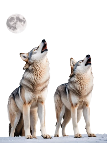 huskies,two wolves,malamute,sakhalin husky,wolf couple,sled dog,swedish vallhund,dog sled,saarloos wolfdog,wolves,tamaskan dog,wolfdog,howling wolf,sled dog racing,corgis,northern inuit dog,three dogs,canis lupus,alaskan malamute,west siberian laika,Photography,Documentary Photography,Documentary Photography 35