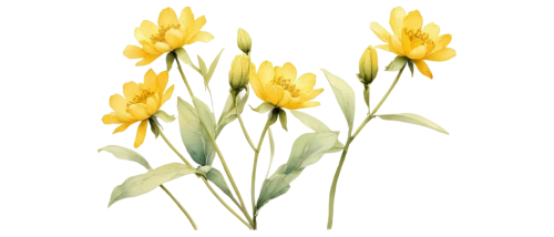 flowers png,yellow tulips,tulipa sylvestris,jonquils,daffodils,tulipa,freesias,the trumpet daffodil,wild tulips,yellow daffodils,daffodil,tulip background,tulipa tarda,turkestan tulip,flower illustration,defense,crocuss,yellow orange tulip,jonquil,tulip flowers,Conceptual Art,Fantasy,Fantasy 13