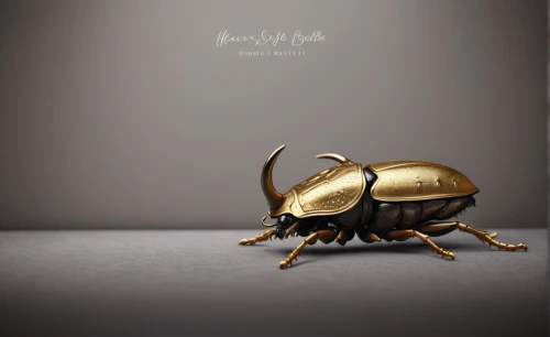 stag beetle,the stag beetle,japanese rhinoceros beetle,elephant beetle,rhinoceros beetle,brush beetle,beetle,forest beetle,the beetle,silk bee,lucanus cervus,artificial fly,dung beetle,scarab,beetles,mole cricket,rose beetle,sawfly,darkling beetles,leaf beetle,Photography,Fashion Photography,Fashion Photography 02