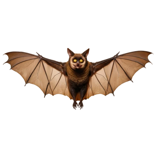 big brown bat,fruit bat,bat,tropical bat,little red flying fox,bat smiley,vampire bat,megabat,little brown myotis,flying fox,hanging bat,mouse eared bat,common pipistrelle,pipistrelles,lantern bat,bats,halloween vector character,bombyx mori,bombyliidae,talpidae,Art,Artistic Painting,Artistic Painting 38