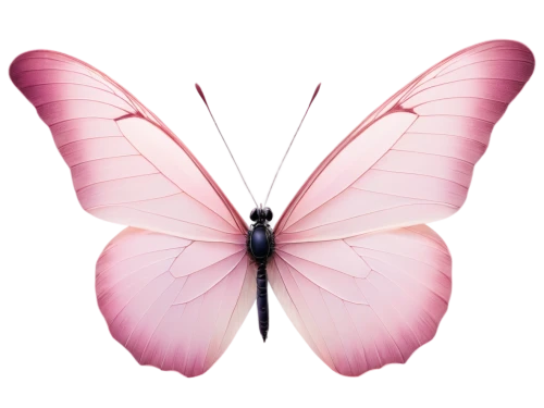 pink butterfly,butterfly vector,cupido (butterfly),butterfly clip art,hesperia (butterfly),limenitis,papillon,butterfly background,melanargia,vanessa (butterfly),butterfly isolated,french butterfly,pink vector,isolated butterfly,glass wing butterfly,lepidoptera,c butterfly,flutter,butterfly,papilio,Illustration,Vector,Vector 09