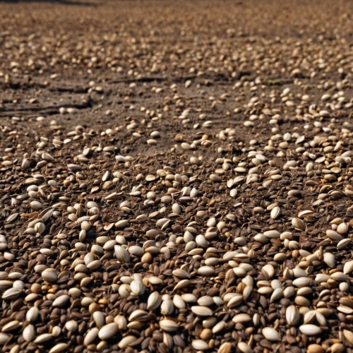 gravel stones,gravel,road surface,sea shells,seashells,dried cloves,soybeans,sand texture,background with stones,beach glass,balanced pebbles,blue sea shell pattern,coffee grains,snail shells,sea shell,shells,beach shell,lesser sand plover,semipalmated plover,paved square,Photography,General,Realistic