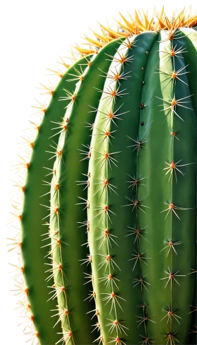 cactus digital background,fishbone cactus,cactus,san pedro cactus,prickly,dutchman's-pipe cactus,barrel cactus,cacti,hedgehog cactus,peniocereus,moonlight cactus,agave nectar,desert plant,prickle,agave,large-flowered cactus,agave azul,maguey worm,spines,acanthocereus tetragonus,Illustration,American Style,American Style 13