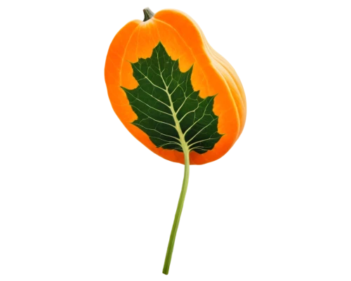 turkestan tulip,tulip background,flowers png,defense,spring leaf background,cleanup,tulip,orange flower,magnolia leaf,flower illustration,trumpet leaf,leaf background,orange floral paper,grape leaf,poppy plant,ginkgo leaf,tulip tree flower,rose leaf,tulip tree,tree poppy,Art,Classical Oil Painting,Classical Oil Painting 14