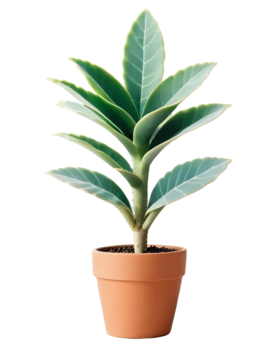 potted palm,money plant,potted plant,rank plant,pot plant,thick-leaf plant,houseplant,custody leaf,container plant,ficus,oleaceae,potted tree,indoor plant,dark green plant,oil-related plant,plant,pineapple plant,androsace rattling pot,plant pot,bellenplant,Unique,Paper Cuts,Paper Cuts 07