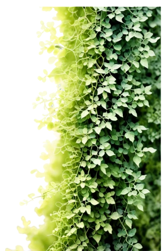 intensely green hornbeam wallpaper,green wallpaper,background ivy,green border,wall,hornbeam hedge,hedge,lemon balm,green plants,green leaves,groundcover,ivy frame,urtica,green plant,ground cover,green background,parsley leaves,clipped hedge,climbing plant,greenery,Conceptual Art,Oil color,Oil Color 11