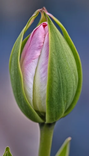 rose bud,water lily bud,tulip magnolia,turkestan tulip,flower bud,pink tulip,helleborus,tulip,giant water lily bud,lady tulip,parrot tulip,violet tulip,tulip tree flower,bud,hellebore orientalis,hellebore,two tulips,tulips magnolia,siam tulip,rosy garlic,Photography,General,Realistic