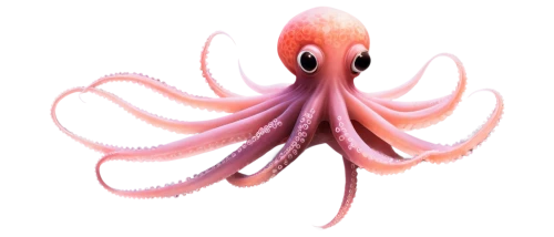 pink octopus,cephalopod,octopus,squid,fun octopus,octopus vector graphic,cephalopods,squid game,giant squid,squid game card,octopus tentacles,calamari,cnidarian,squid rings,sea animal,osmeriformes,squids,anodorhynchus hyacinthinus,sea animals,lembeh,Photography,Artistic Photography,Artistic Photography 06