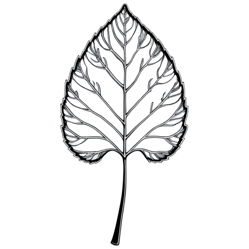 leaf drawing,magnolia leaf,skeleton leaf,mape leaf,walnut leaf,fan leaf,mammoth leaf,fig leaf,custody leaf,grape leaf,tree leaf,ginkgo leaf,leaf branch,acorn leaf,chestnut leaf,leaf background,trumpet leaf,lotus leaf,rose leaf,leaf border,Unique,Pixel,Pixel 05