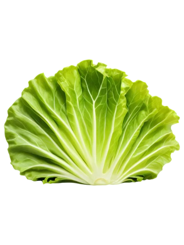 chinese cabbage,romaine,pak-choi,iceberg lettuce,iceburg lettuce,romaine lettuce,leaf lettuce,ice lettuce,lettuce,head of lettuce,cabbage leaves,lettuce leaves,cabbage,brassica,chinese cabbage young,chinese celery,savoy cabbage,korean spicy cabbage,rapini,leaf vegetable,Conceptual Art,Oil color,Oil Color 09