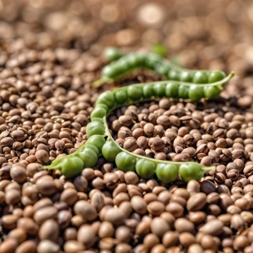 coffee grains,coffee seeds,sorghum,lentils,linseed,pigeon pea,cowpea,coffee beans,sprouted seeds,mustard seed,soybeans,peppercorns,mustard seeds,mung bean,sichuan pepper,fregula,amaranth grain,soybean,java beans,seed,Photography,General,Realistic