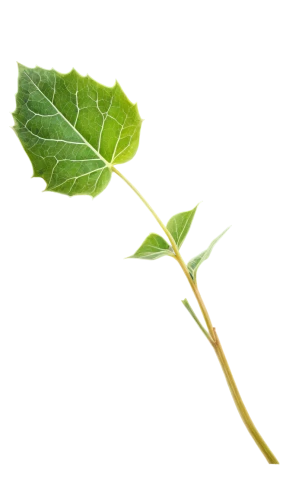 grape leaf,fig leaf,currant leaves,leaf vegetable,leaf branch,custody leaf,currant branch,ginkgo leaf,foliage leaf,round leaved liverleaf,grape leaves,vine leaves,wild grape leaves,thick-leaf plant,waldmeister,bay-leaf,young leaf,leaves of currant,shrub celery,rose leaf,Illustration,Paper based,Paper Based 01