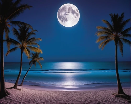 moonlit night,full moon,moonlit,beach moonflower,blue moon,moon at night,moonlight,super moon,moon and star background,dream beach,moonscape,moonrise,coconut trees,moon photography,ocean paradise,beautiful beaches,moon night,beautiful beach,waikiki beach,big moon,Photography,Documentary Photography,Documentary Photography 37