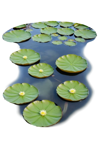 water lily plate,lily pads,broadleaf pond lily,lily pad,pond lily,lotus on pond,water lilies,white water lilies,lily pond,waterlily,large water lily,lotus png,aquatic plant,water lilly,water lotus,aquatic plants,water lily,water lily leaf,pond flower,lotus pond,Illustration,Black and White,Black and White 27