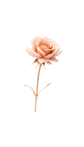 rose png,rose flower illustration,flowers png,peach rose,rose flower drawing,corymb rose,vosges-rose,dried rose,minimalist flowers,landscape rose,shrub rose,rosa,arrow rose,flower rose,rosa-sinensis,rose flower,bicolored rose,pink rose,floral digital background,julia child rose,Illustration,Paper based,Paper Based 05