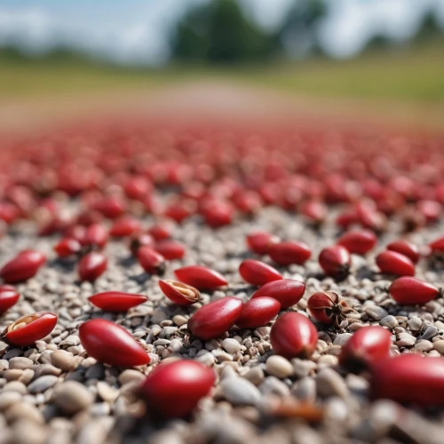rose hip seeds,cranberries,wild seeds,grass seeds,flying seeds,seeds,kidney beans,dried cloves,field of cereals,red sand,rose hip berries,rose hip fruits,sunflower seeds,nuts & seeds,mustard seeds,sprouted seeds,seed,mustard seed,pine nut,coffee seeds,Photography,General,Realistic