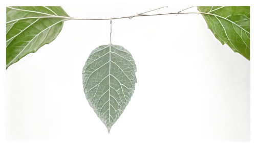 walnut leaf,fig leaf,mape leaf,chestnut leaf,beech leaf,gum leaves,fan leaf,dry leaf,tree leaf,suspended leaf,bay-leaf,leaf background,magnolia leaf,bay leaf,the leaves of chestnut,foliage leaf,chestnut leaves,jungle leaf,loose-leaf,leaf branch,Conceptual Art,Daily,Daily 26