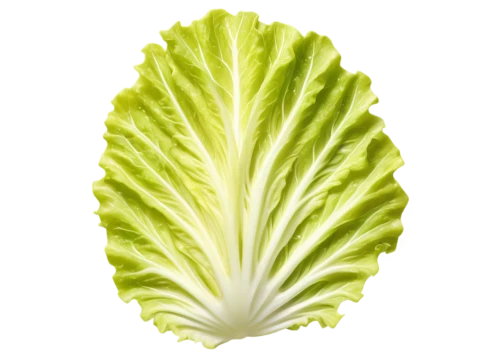 iceburg lettuce,iceberg lettuce,chinese cabbage,romaine,ice lettuce,head of lettuce,endive,romaine lettuce,cabbage,leaf lettuce,pak-choi,lettuce,celtuce,savoy cabbage,white cabbage,cabbage leaves,chinese cabbage young,brassica,lettuce leaves,chinese celery,Conceptual Art,Sci-Fi,Sci-Fi 30