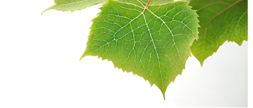 beech leaf,grape leaf,nettle leaves,currant leaves,vine leaves,chestnut leaf,fig leaf,thunberg's fan maple,beech leaves,leaf maple,mammoth leaf,wild grape leaves,european beech,slippery elm,grape leaves,leaf structure,chestnut with leaf,leaf background,chestnut leaves,fan leaf,Illustration,Japanese style,Japanese Style 21